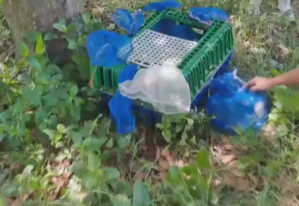 สุดสงสาร "ลิงแสม" ถูกแก๊งค้าสัตว์ลอบทิ้งในสวนมะม่วง ตาย 3 รอด 9