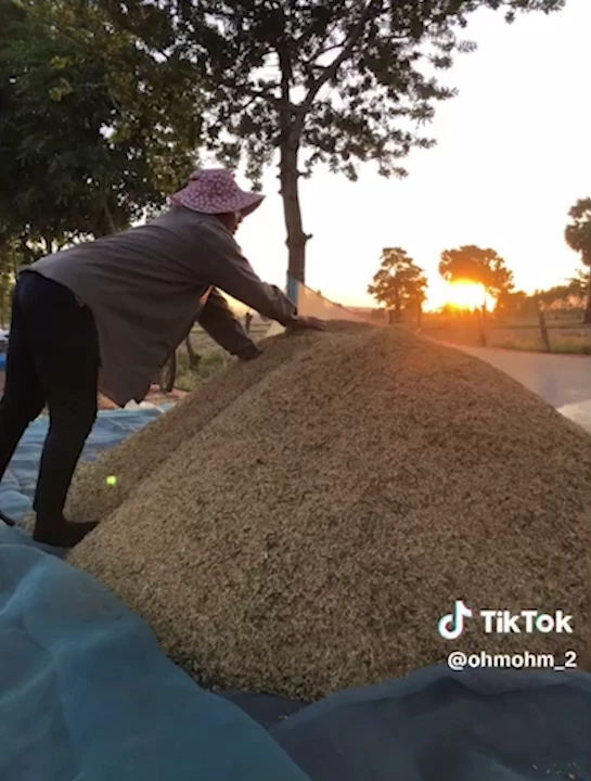 ทุกข์ชาวนา ครวญความเจ็บผ่าน"TikTok" โจรขโมยข้าวพันธุ์ทำนาเกลี้ยง (มีคลิป)