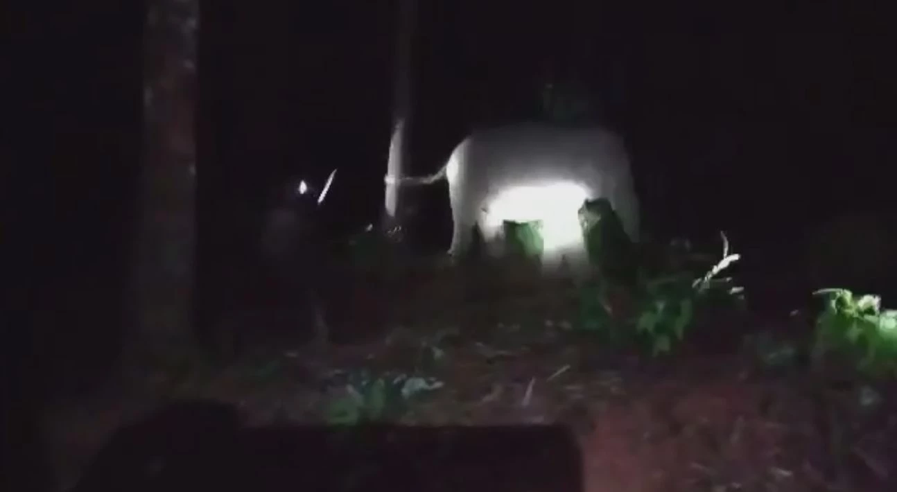 ช้างป่าแสนดื้อ "เจ้าหงส์ทอง" จ่าโขลง พาสมาชิกบุกสวนผลไม้ชาวบ้าน