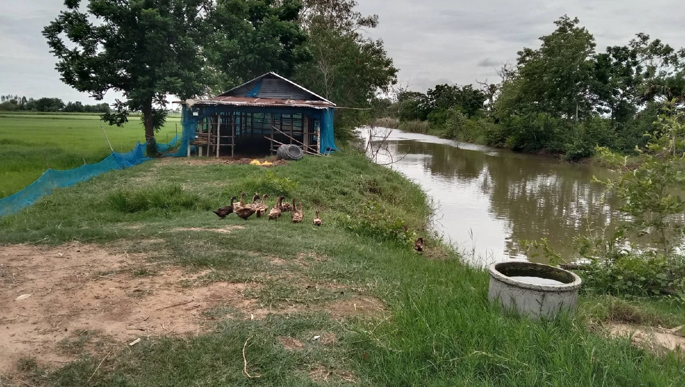 ไข่ไก่แพง เกษตรกรเลี้ยงเป็ดยิ้มออก คนหันซื้อไข่เป็ดแทน