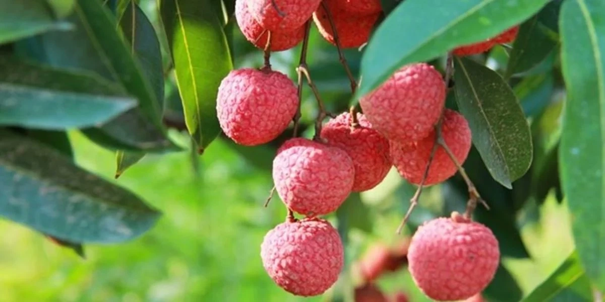 ฤดูลิ้นจี่ของเวียดนาม แดงสะพรั่งทั้งแผ่นดิน