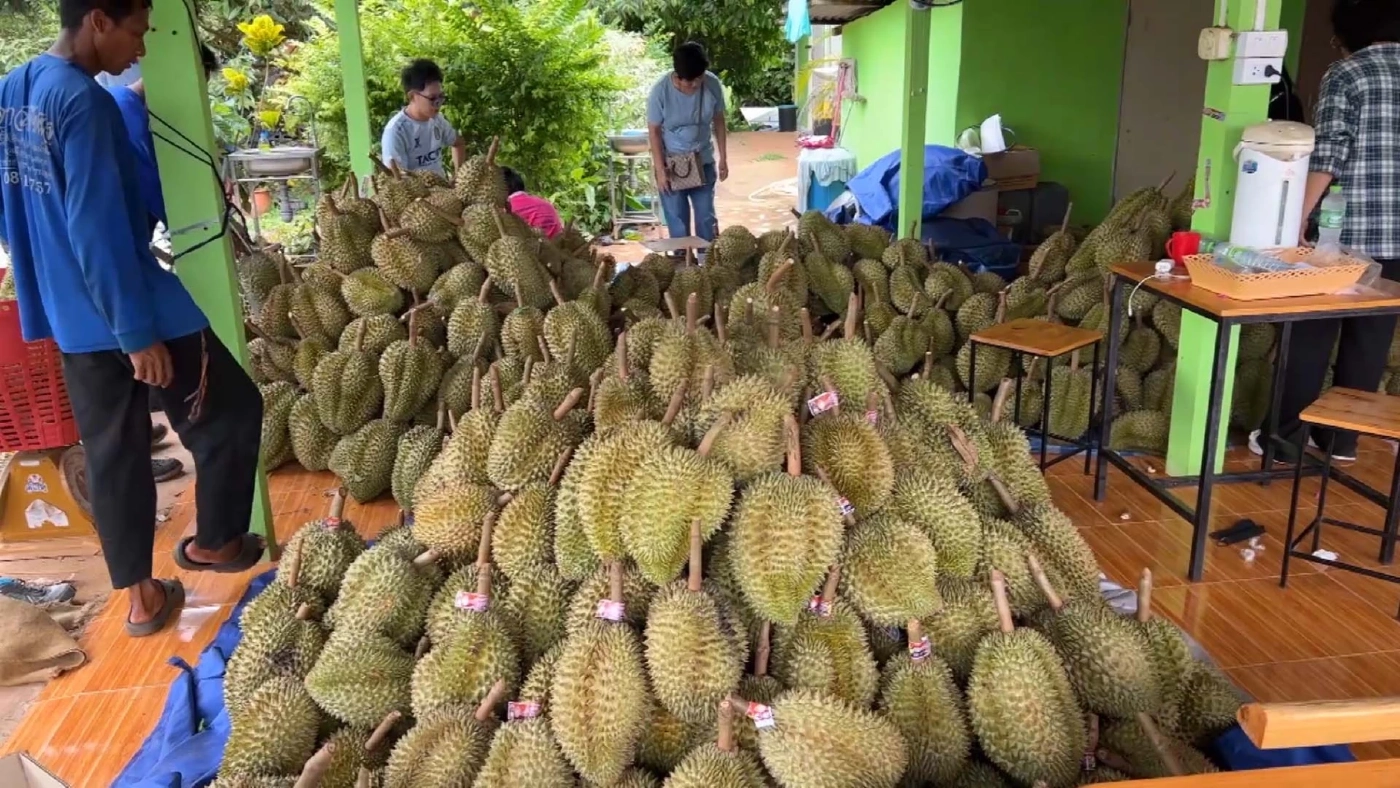ต้องรู้!! ทุเรียนหนึ่งลูกส่งออกได้อย่างไร ภายใต้ข้อตกลงทางการค้าไทยจีน