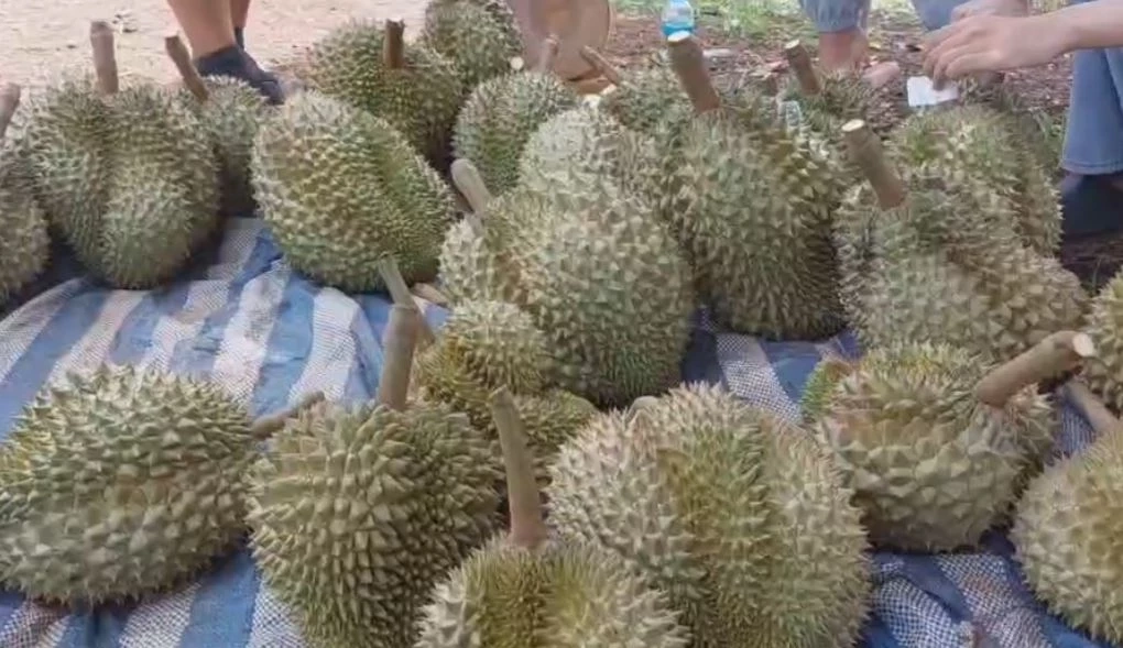 คึกคัก! นทท.แห่ชิมทุเรียนเสิงสาง ยอดขายวันละ 1 ตัน สร้างรายได้อย่างงาม