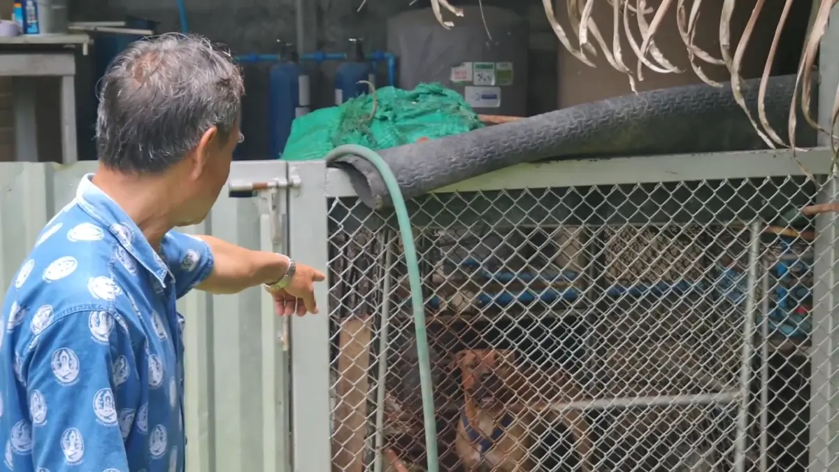 สุดสะเทือนใจ "พิตบูล" 2 ตัวที่เลี้ยงไว้ รุมขย้ำผู้ป่วยติดเตียงดับ