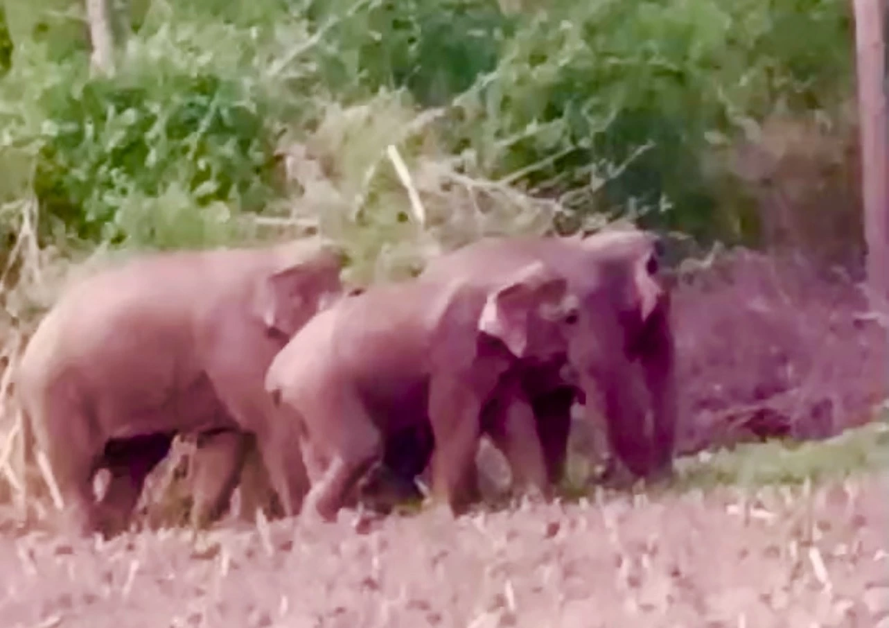 แก๊งช้างป่าสลักพระ บุกชุมชนวังด้ง ชาวบ้านฮือฮาถ่ายรูปอวดลงโซเชียล