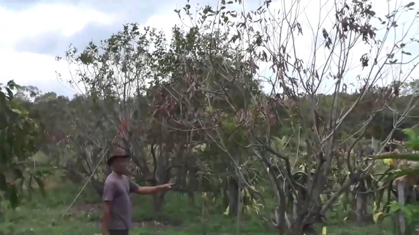 วิกฤต"เอลนีโญ" สัญญาณแล้งหนักมาเร็ว สวนผลไม้ทยอยยืนต้นตาย