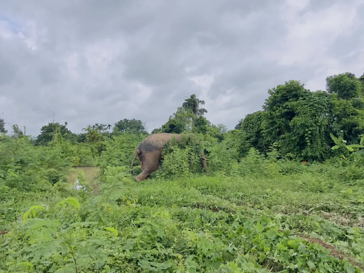 ช่วยได้แล้ว! พลายสาริกา ช้างเซเลปเขาใหญ่ พลัดตกบ่อน้ำลึก 2 เมตร