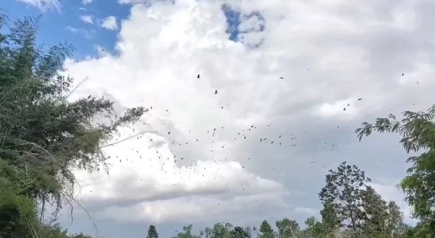 จนท.สัตว์ป่าฯ ลงพื้นที่เก็บตัวอย่างนกกระยาง หลังบุกยึดป่าหลังโรงเรียน