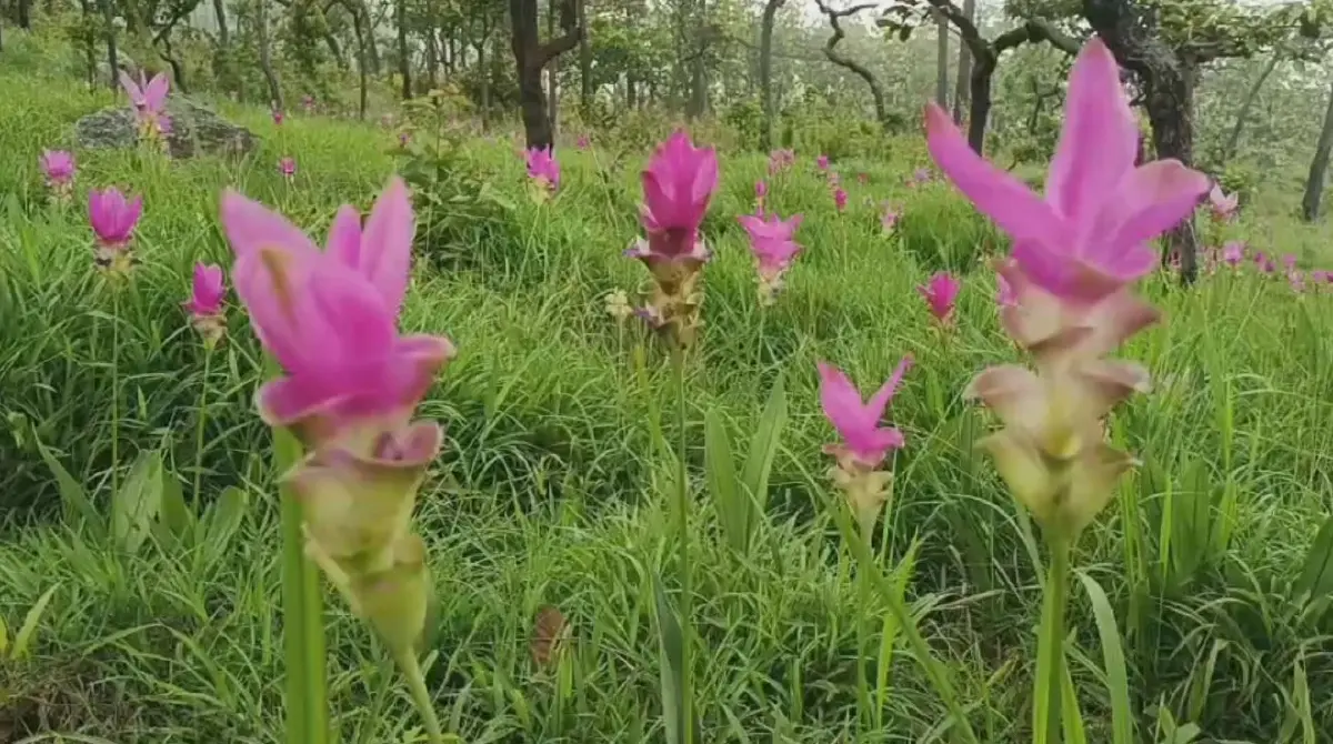 ชวนสัมผัสมหัศจรรย์ธรรมชาติ "ดอกกระเจียว" บาน ท่ามกลางขุนเขาและสายหมอก