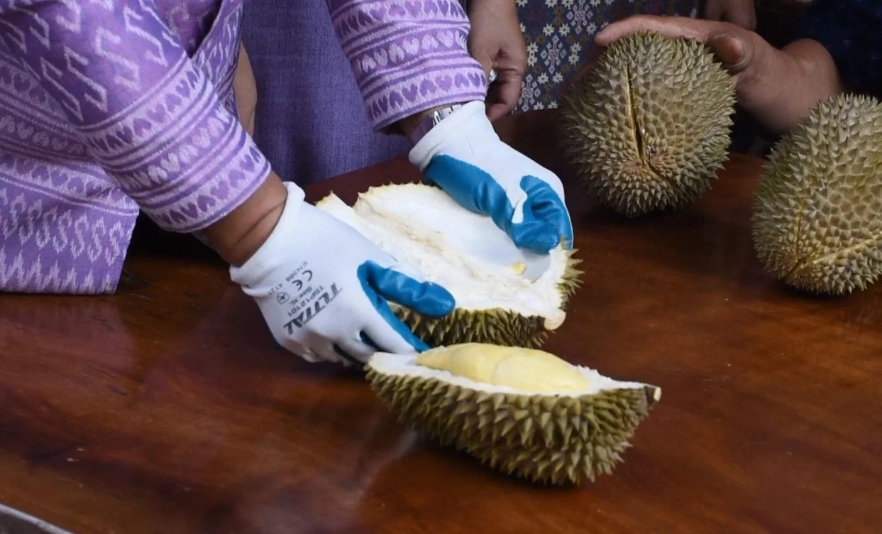 ชวนเที่ยวงาน เทศกาลทุเรียนหลง-หลินลับแล ปี 66 คาดเงินสะพัด 4,440 ล้าน