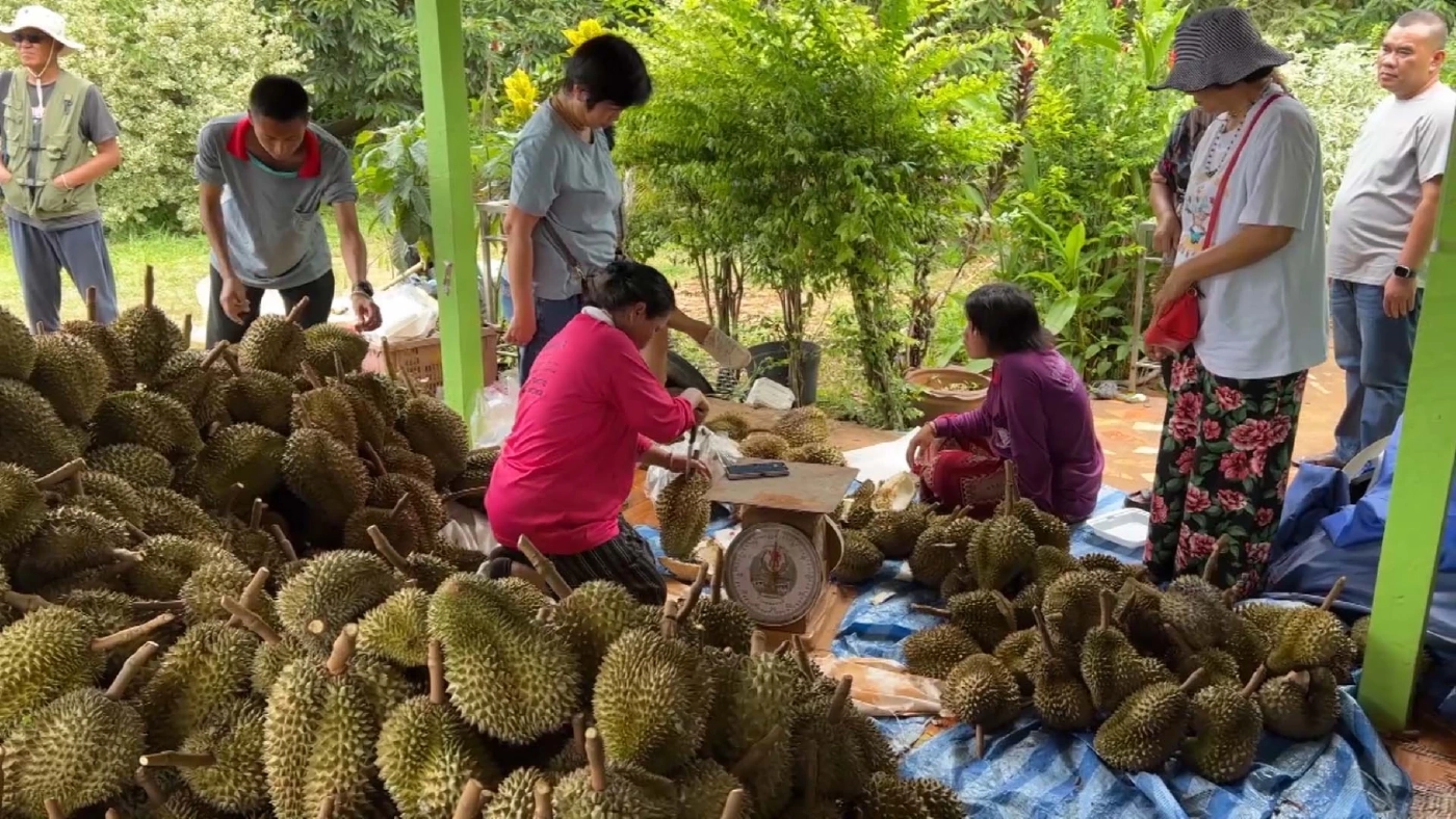 ต้องรู้!! ทุเรียนหนึ่งลูกส่งออกได้อย่างไร ภายใต้ข้อตกลงทางการค้าไทยจีน