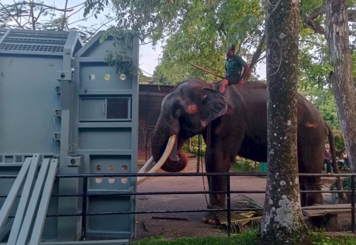 สัญญาณดี "พลายศักดิ์สุรินทร์" เริ่มคุ้นชินควาญช้าง ฝึกยืนในกรงราบรื่น