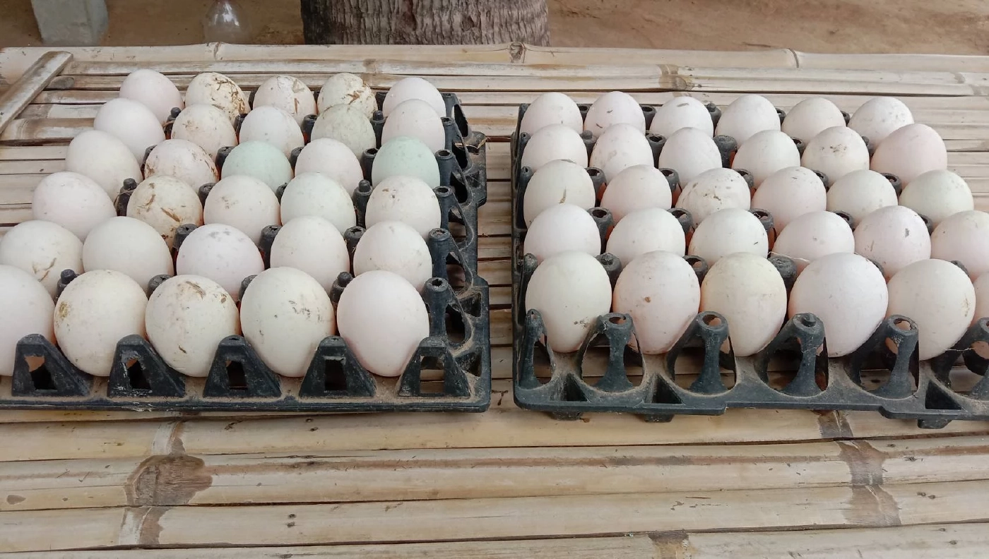 ไข่ไก่แพง เกษตรกรเลี้ยงเป็ดยิ้มออก คนหันซื้อไข่เป็ดแทน