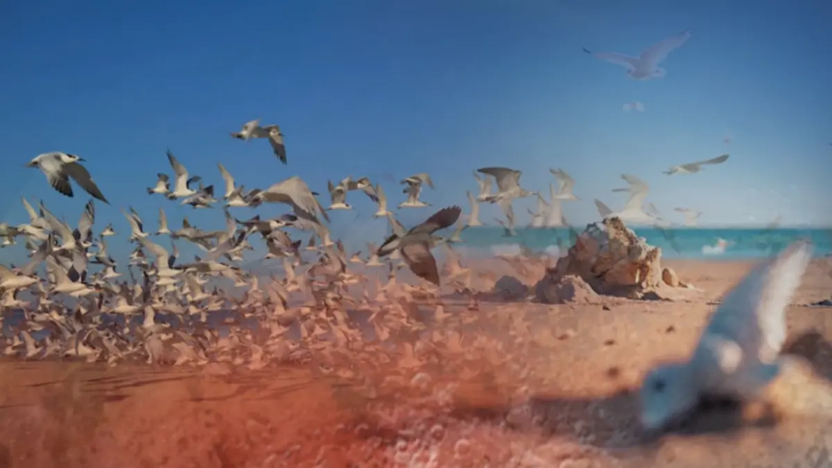 หายนะของนกเม็กซิโก พบตายเกลื่อนหาดกว่า 300 ตัว คาดสาเหตุจากเอลนีโญ