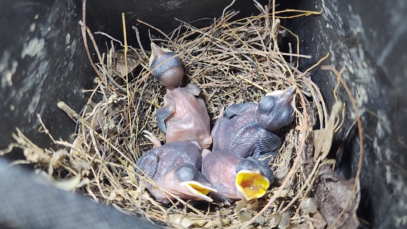 "นกกางเขนดง" ทำรังออกไข่ฟัก 4 ตัว ที่จยย.สายตรวจ ตร.ใจบุญ ยอมใช้มอ'ไซค์ส่วนตัวแทน