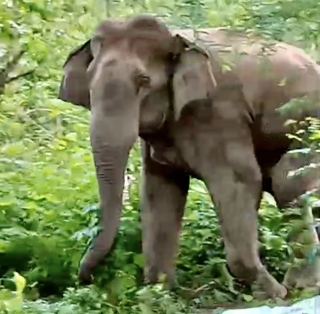 แก๊งช้างป่าสลักพระ บุกชุมชนวังด้ง ชาวบ้านฮือฮาถ่ายรูปอวดลงโซเชียล