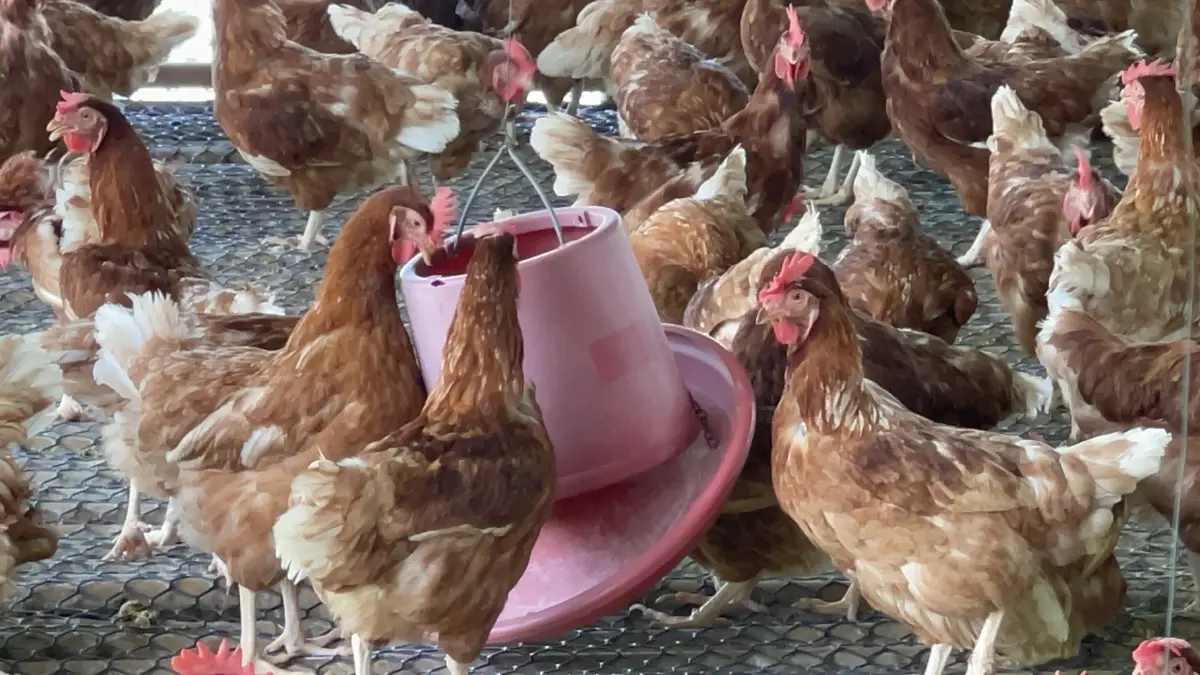 เกษตรกรผู้เลี้ยงไก่ไข่โอด อาหารเลี้ยงไก่ราคาพุ่ง วอนรัฐช่วย