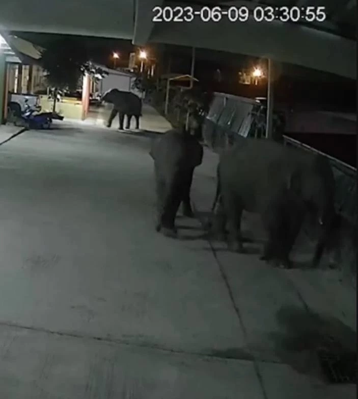 ระทึกกลางดึก ช้างป่า 3 เชือก ยกทีมเที่ยวห้องเช่า ทิ้งอึ-รอยเท้าไว้ดูต่างหน้า