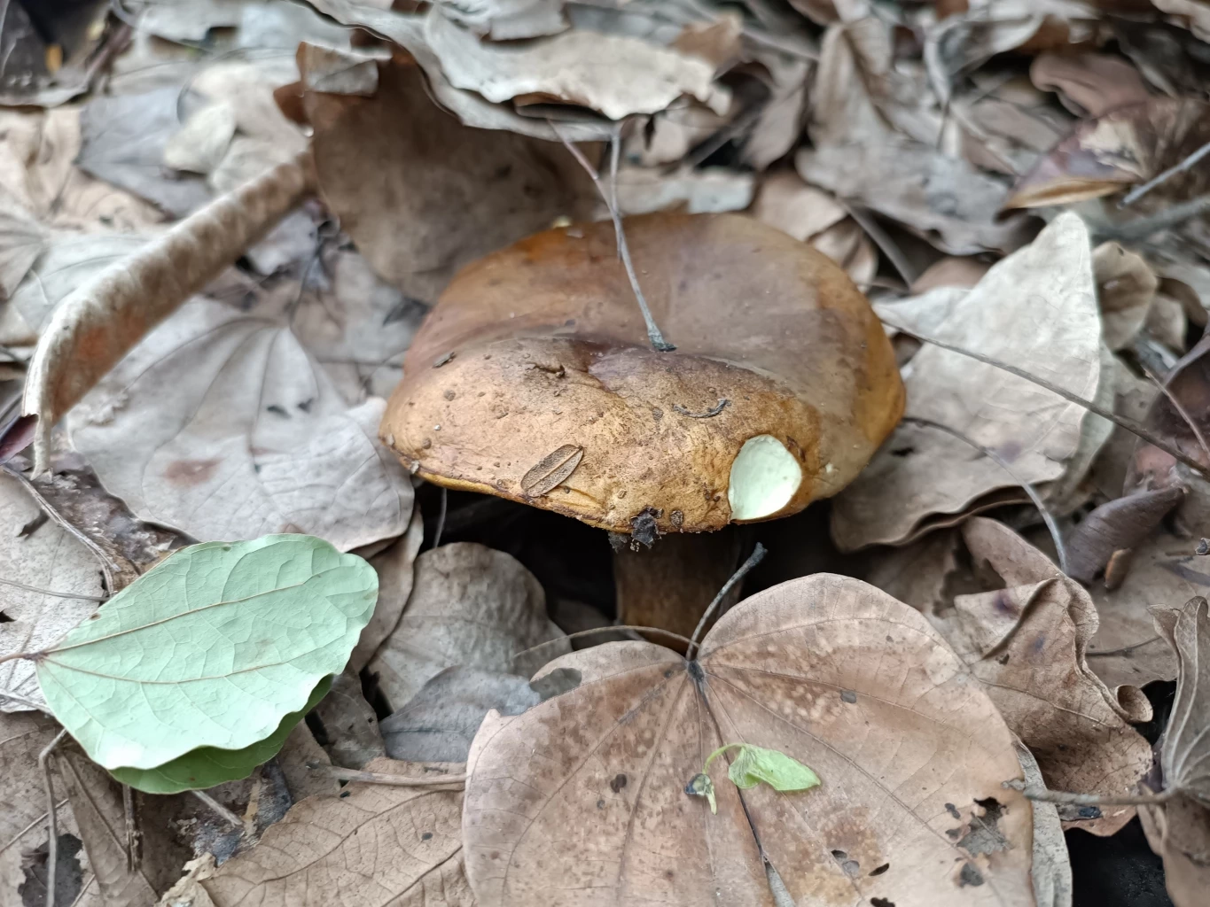 ชาวบ้านโคราช ออกหาเห็ดตับเต่า กิน-ขาย สร้างรายได้ดีรับหน้าฝน