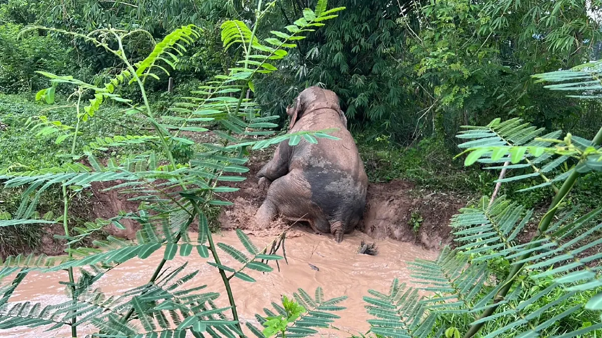 ช่วยได้แล้ว! พลายสาริกา ช้างเซเลปเขาใหญ่ พลัดตกบ่อน้ำลึก 2 เมตร
