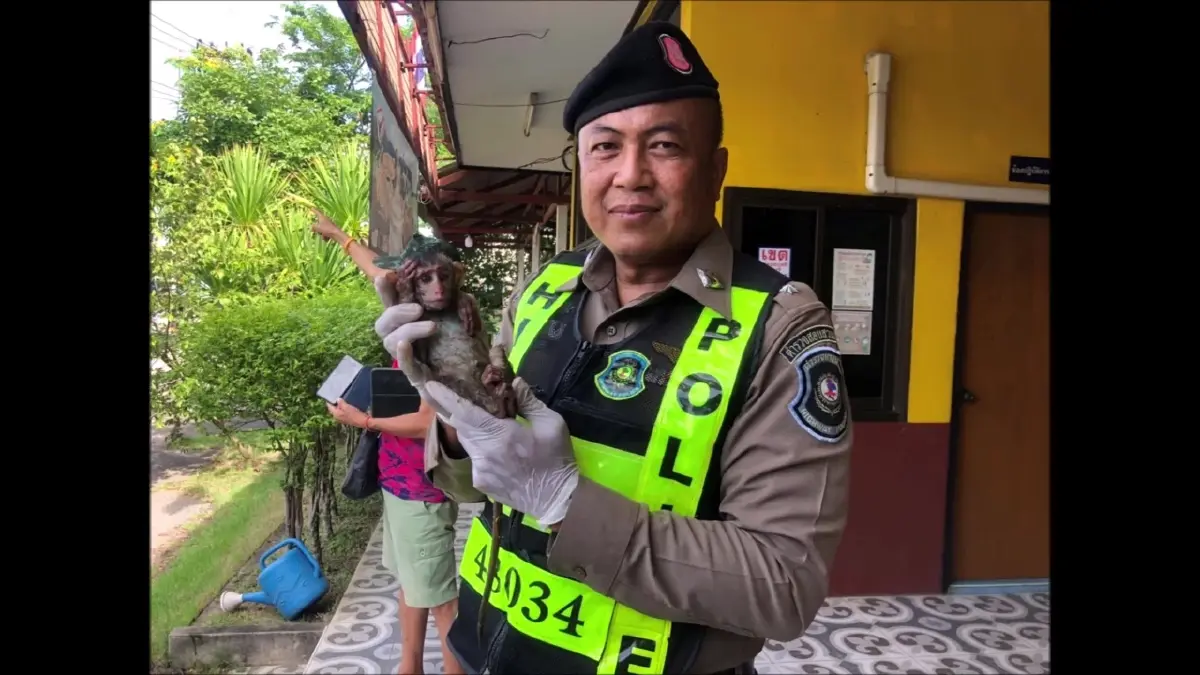 ตร.ทางหลวง รวบแก๊งส่งลิงแสมออกนอก สุดหดหู่! เอาสมองลิงไปสกัดสเต็มเซลล์