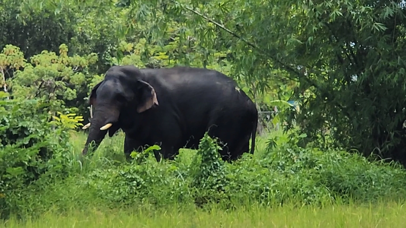 น่ารัก! "ช้างป่าเขาใหญ่" ลุยพื้นที่ชาวบ้าน ตามหาช้างเพื่อนซี้ ที่หลงทาง