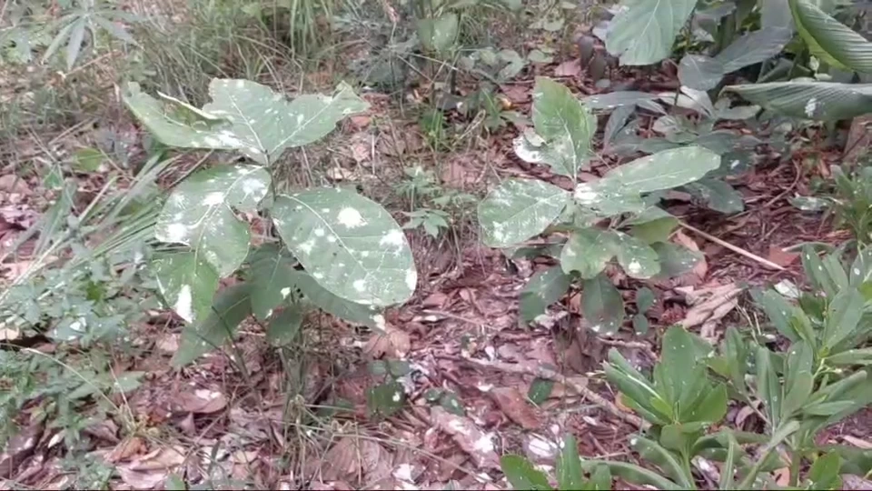 ครู-นร.เดือดร้อนหนัก นกกระยางขาวยึดหลังโรงเรียน ขี้นกเกลื่อน หวั่นแพร่โรค