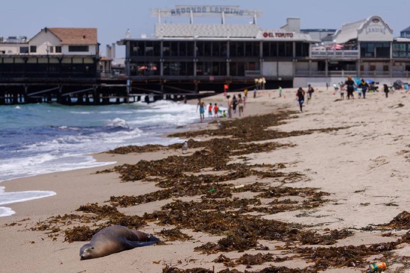 สาหร่ายพิษทำสิงโตทะเล-โลมา ตายเกลื่อนหาดในสหรัฐฯ
