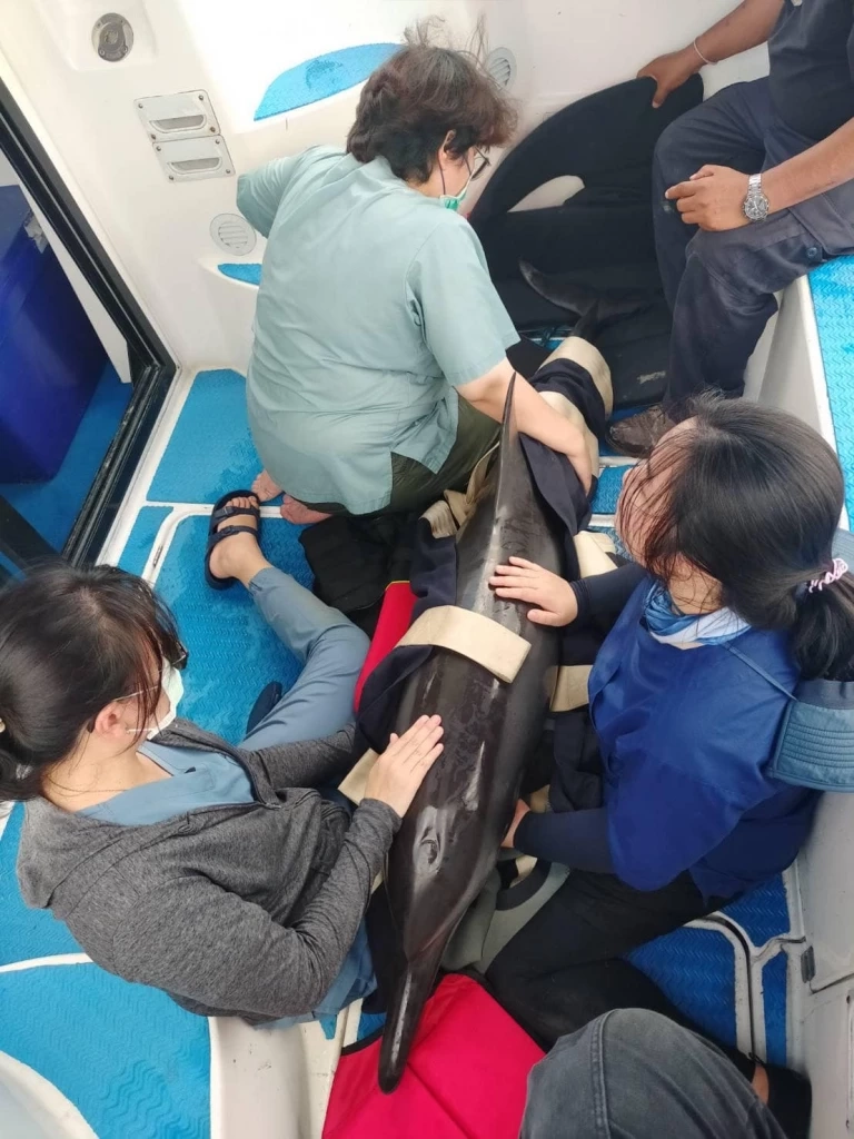 กรมทะเลชายฝั่ง ช่วยโลมาลายจุดเกยตื้น พบภาวะขาดน้ำ เฝ้าสังเกตอาการใกล้ชิด