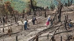 โลกร้อง คำมั่นสัญญายุติการตัดไม้ทำลายป่าที่ COP26 กำลังไปแบบผิดแผน!!