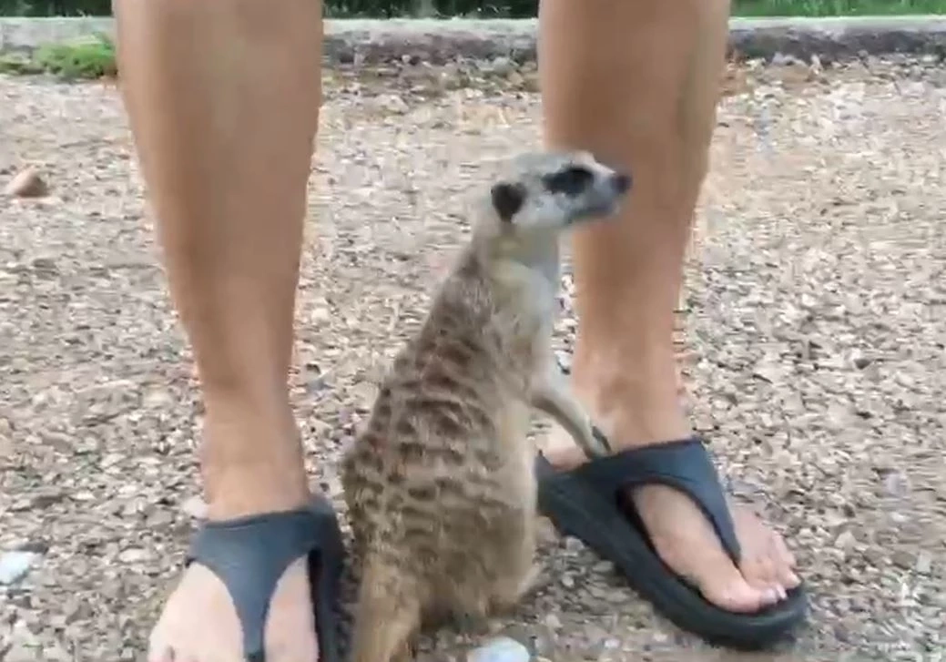 เอ็นดู "เมียร์แคต" หลงทาง วิ่งตามตูดสุนัข ชาวบ้านเจอช่วยพากลับบ้าน