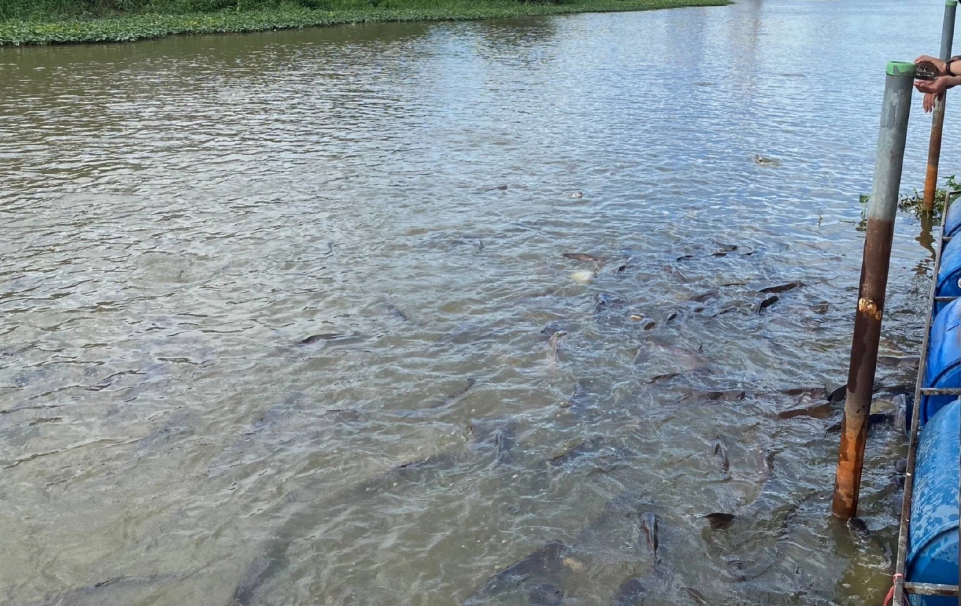 คนใจบาป วางข่ายดักปลาหน้าวัด ทำปลาสวายติดตายเกือบร้อยตัว