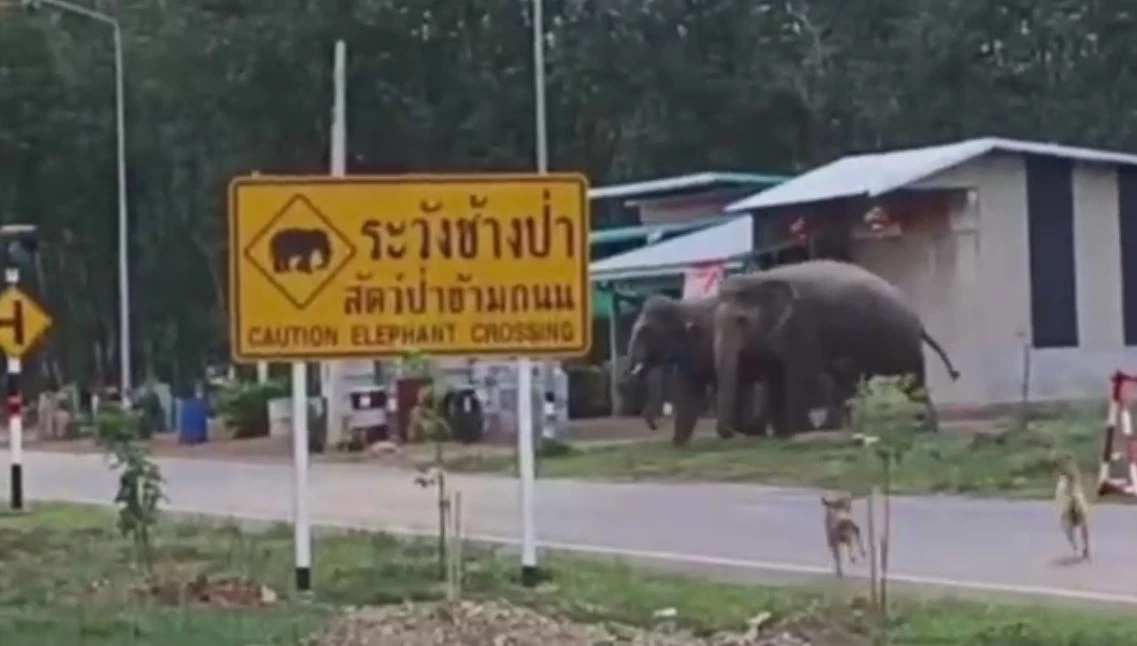 ช้างป่าฉุน หมารุมเห่าไล่ต้อน เลยส่งเสียงร้องดังลั่น ทำตูบไม่กล้าหือ (คลิป)