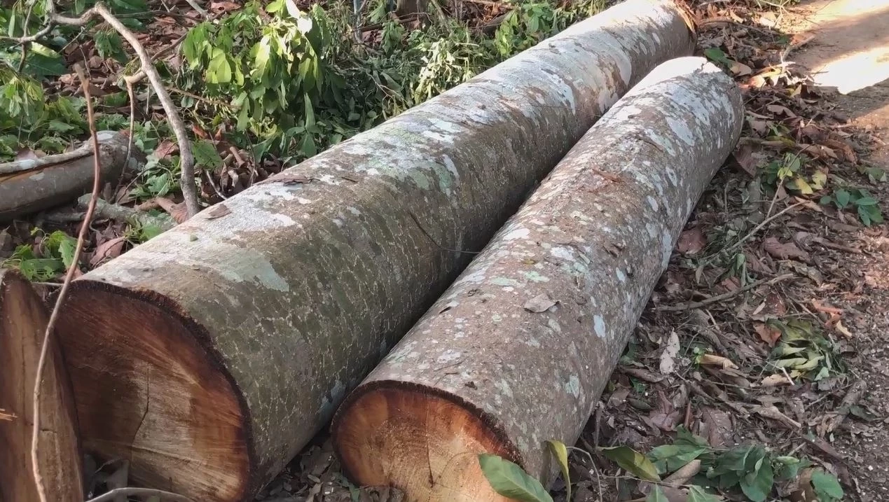 ฮือฮา ฝนตกหนัก ต้นไม้ใหญ่ล้มทับกุฏิ หลวงปู่มั่น แต่กุฏิเสียหายเล็กน้อย