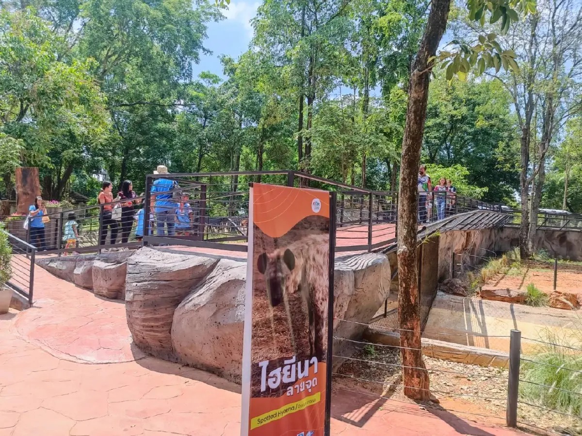 สวนสัตว์โคราช เปิดบ้านหลังใหม่ให้ฝูงนักล่า "ไฮยีนาลายจุด"