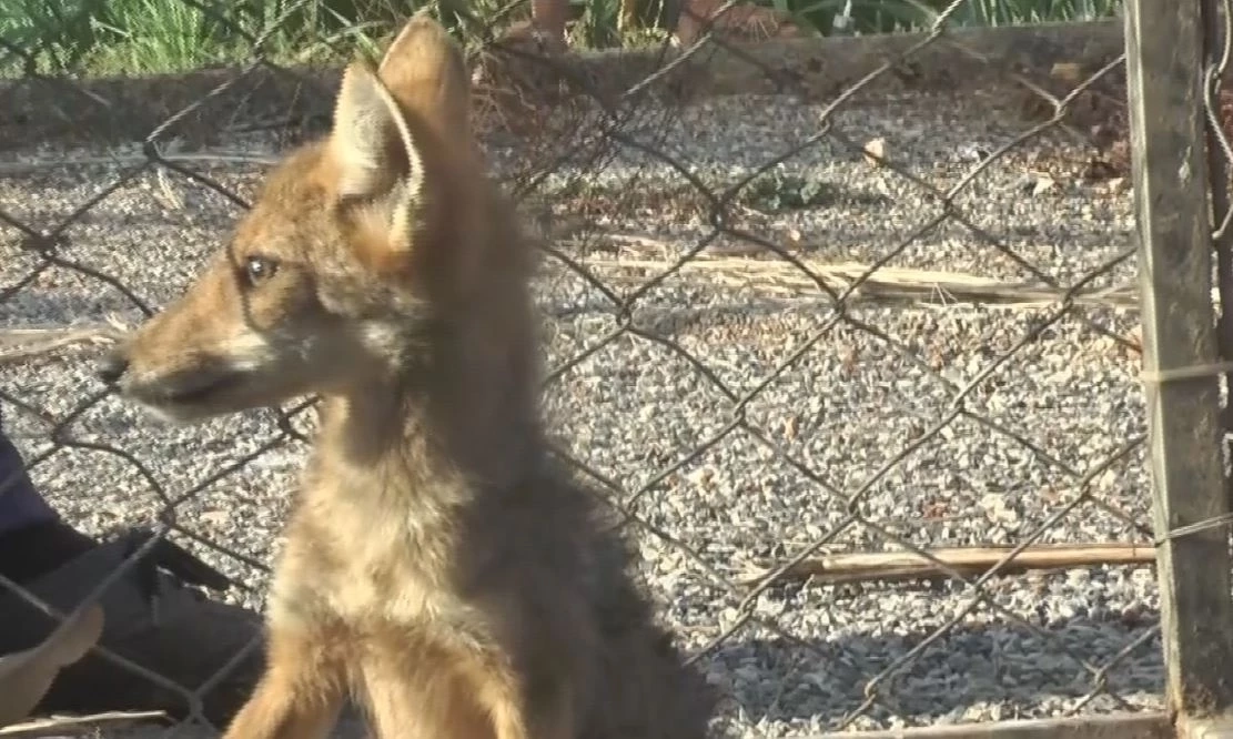 พบสุนัขจิ้งจอกหลงฝูง ถูกสุนัขบ้านไล่กัด โชคดีช่วยทัน