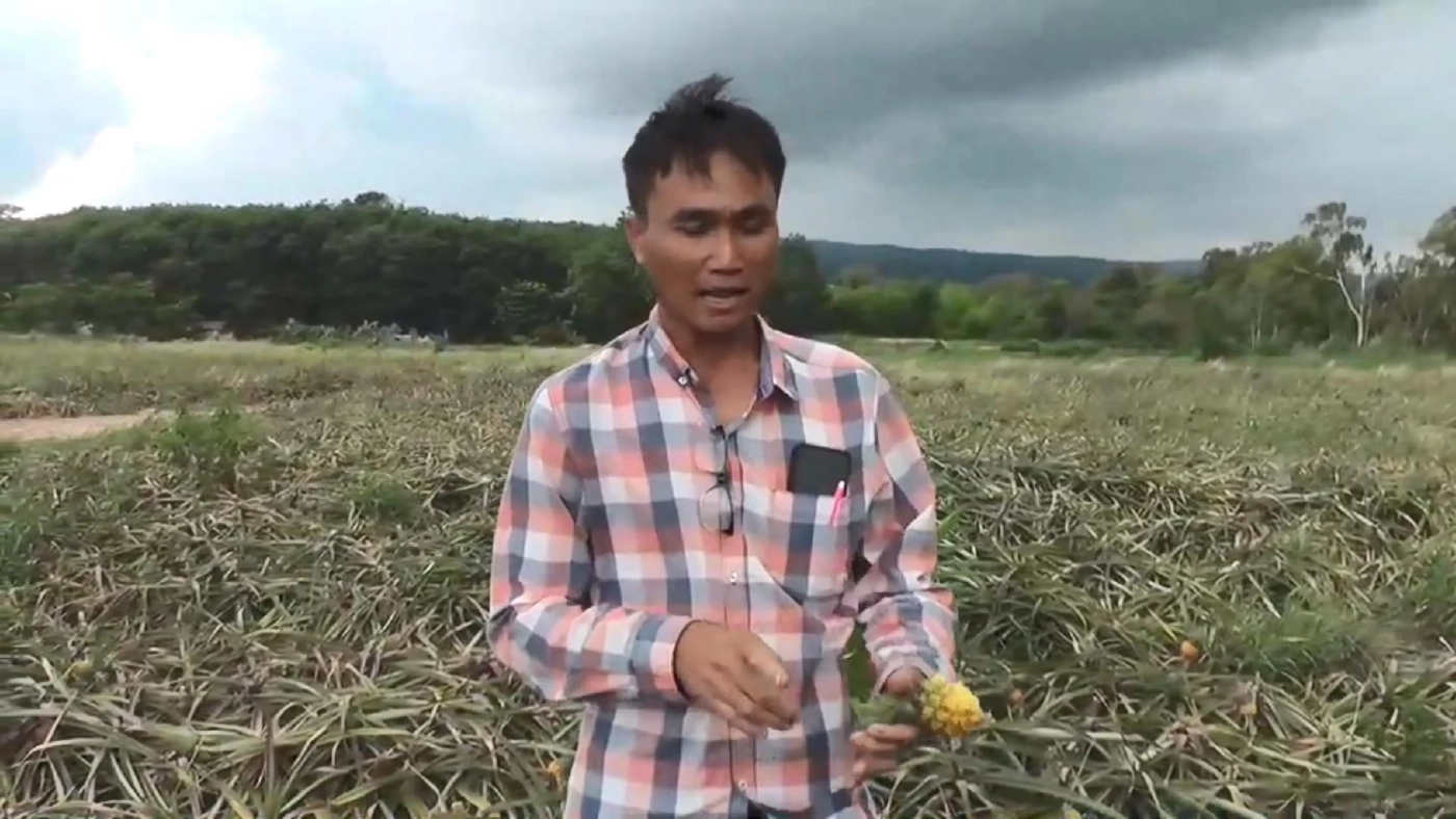 วิกฤต"เอลนีโญ" สัญญาณแล้งหนักมาเร็ว สวนผลไม้ทยอยยืนต้นตาย