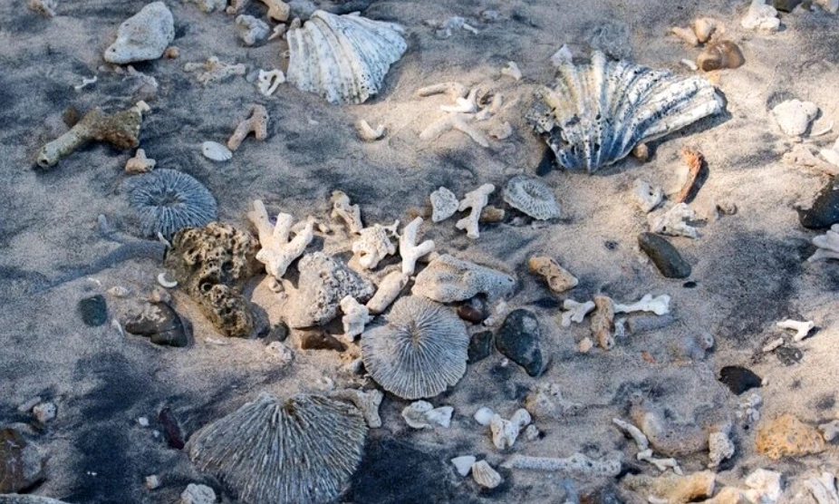 ภาวะคุกคามแนวปะการังที่เกิดจากน้ำมือของมนุษย์