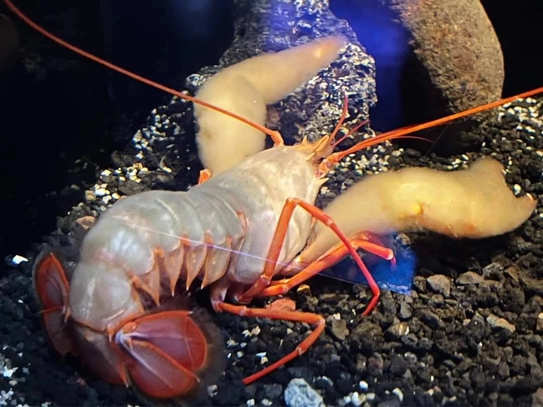 ไขข้อสงสัย 5คนในเรือดำน้ำไททัน จะรู้ตัวหรือไม่ เสี้ยววินาทีระเบิด