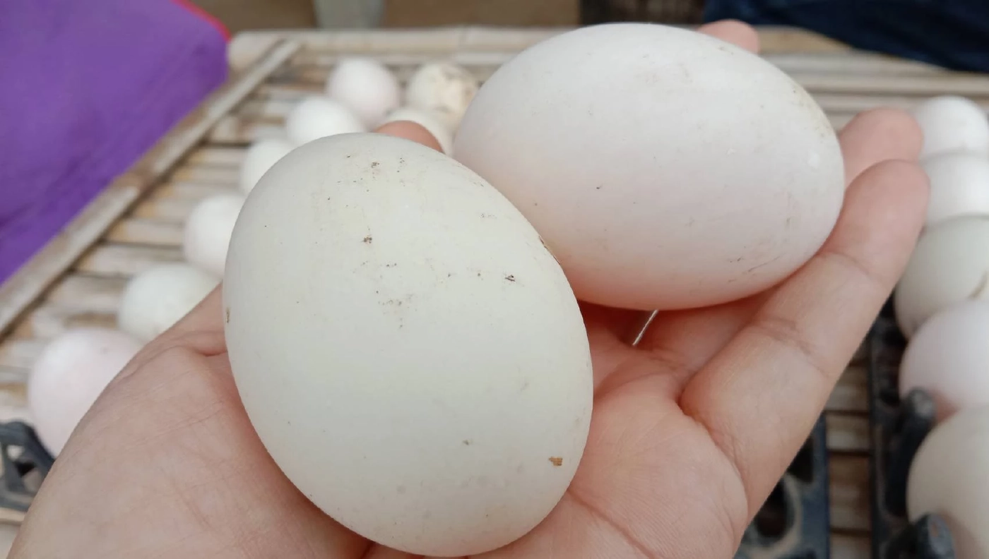 ไข่ไก่แพง เกษตรกรเลี้ยงเป็ดยิ้มออก คนหันซื้อไข่เป็ดแทน