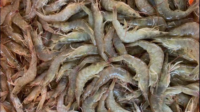 "กุ้งไทย" โดนเก็บภาษีเอดี จากหสรัฐฯต่อเนื่องอีก 5 ปี ในอัตรา 0.57-5.34%