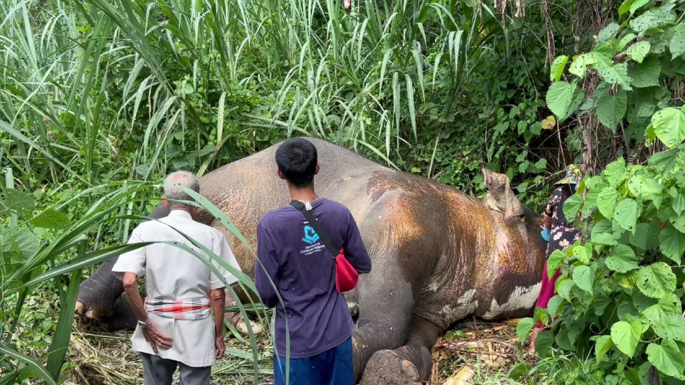 สุดเศร้า! ช้างสีดอ "มีบุญ" ช้างดังเมืองคอน เหยื่อถูกกำนันดังยิง ล้มแล้ว