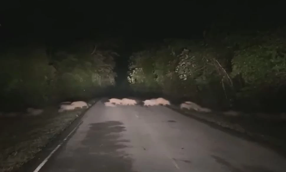 เปิดคลิปสุดน่ารัก "ครอบครัวหมูป่า" วิ่งข้ามถนน ชาวเน็ตแห่เอ็นดู (มีคลิป)