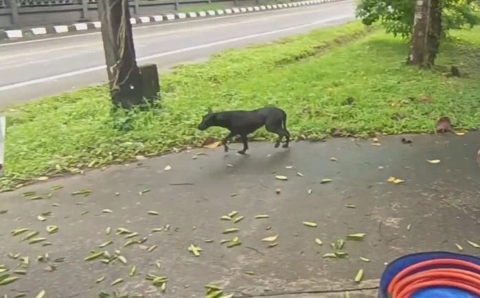 ตูบแสนซน ลอดรั้วประตูเหล็ก แต่พลาดติดช่วงเอว กู้ภัยต้องใช้เครื่องตัดถ่างช่วย