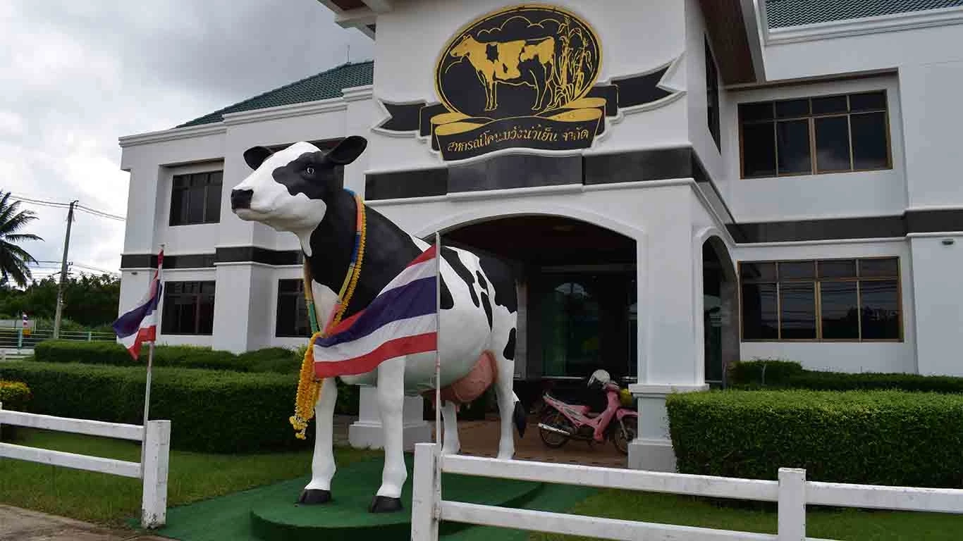 ผู้เลี้ยงโคนมถอดใจ ผลิตนมลดฮวบ แต่ราคาไม่ขึ้นตาม ซ้ำค่าอาหารสัตว์พุ่งสูง