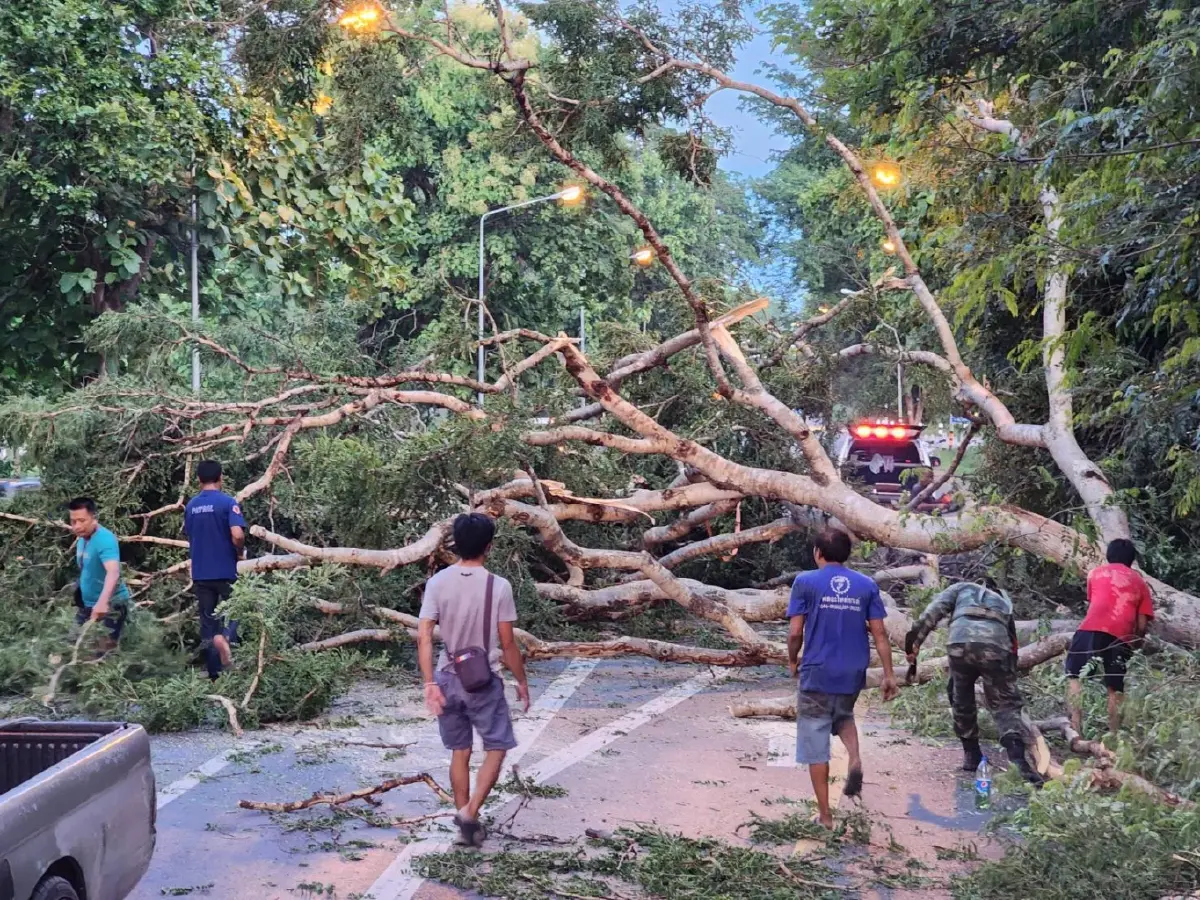 ฝนตกหนัก ลมกระโชกแรง ต้นไม้โค่นขวางถนน 304 โคราช รถติดยาวเหยียด