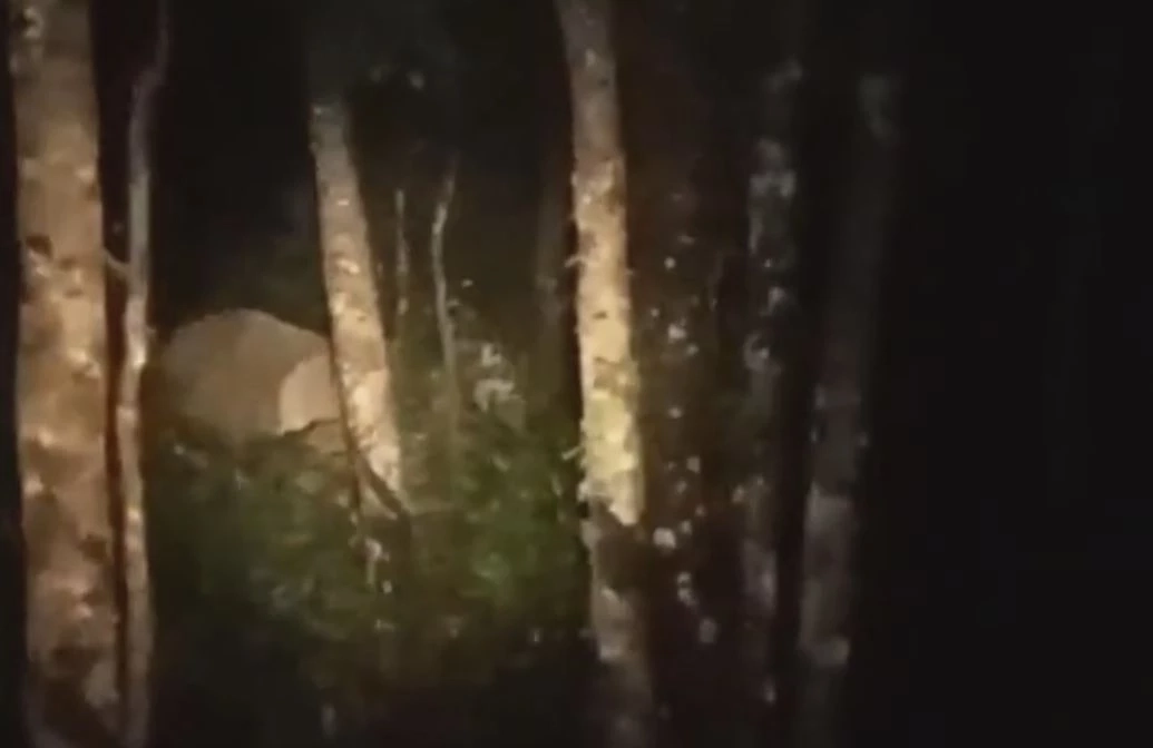 เร่งผลักดัน "ช้างป่า" ออกจากอุทยานฯ น้ำตกคลองแก้ว