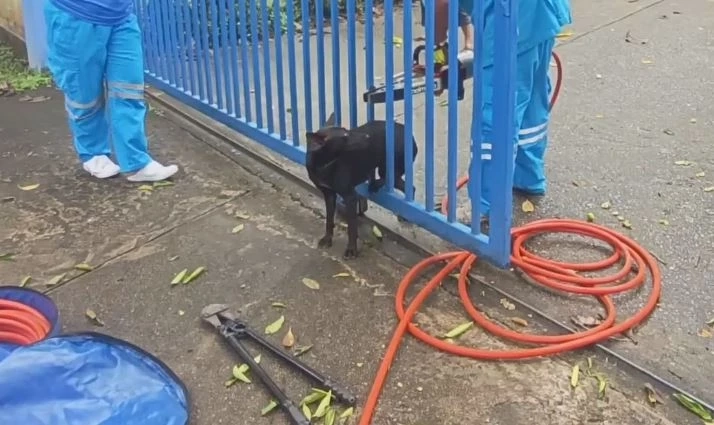 กู้ภัยช่วยสุนัขที่ติดรั้วประตูเหล็ก