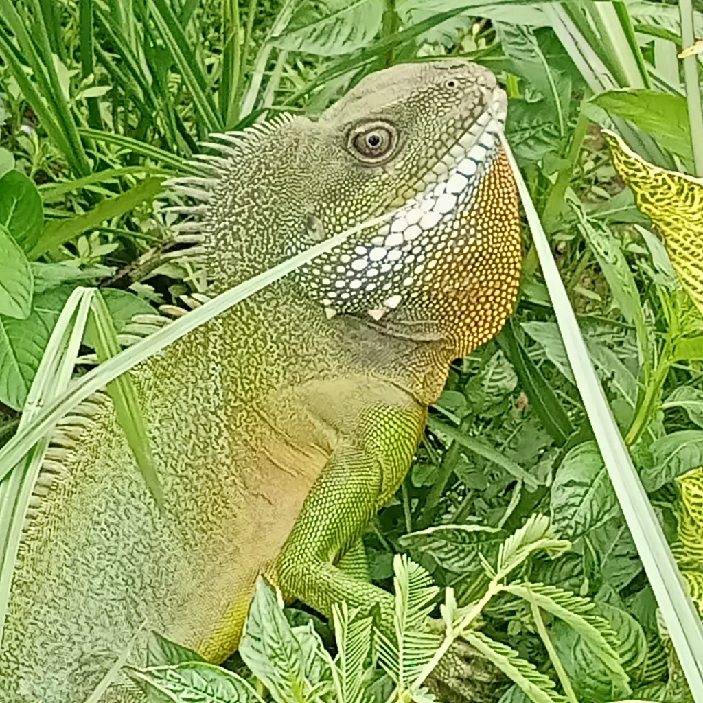ภาพหาดูยาก "ตะกอง" อีกัวน่าเมืองไทย อวดโฉมนักท่องเที่ยวที่โคราช (มีคลิป)