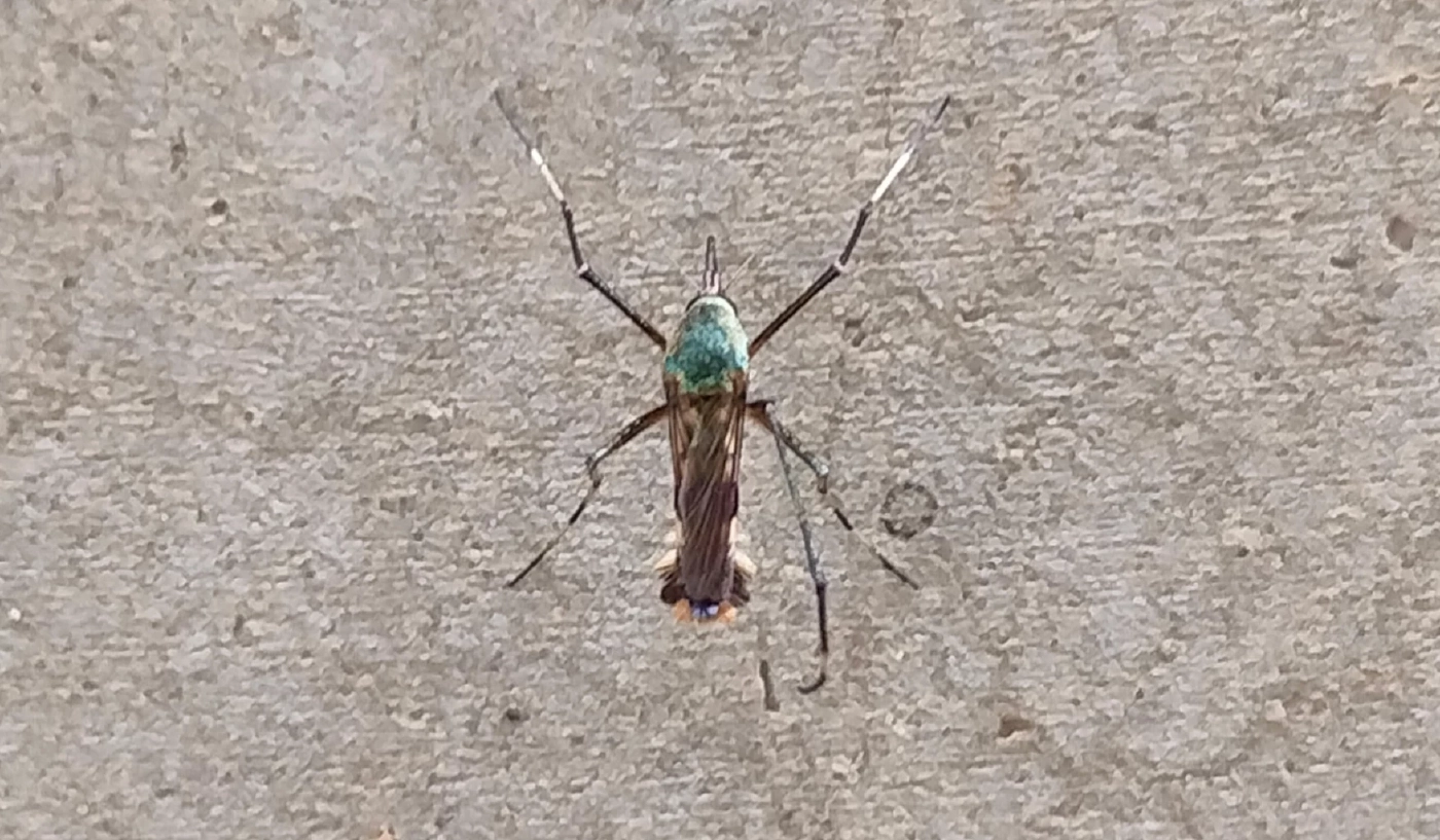 ชาวบ้านผวา พบ "ยุงลายยักษ์" ตัวโตเกือบ 3 ซม. หวั่นเป็นยุงลายสายพันธุ์ใหม่